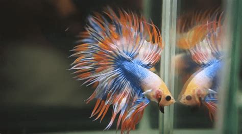 siamese fighting fish|13 Easiest Fish to Take Care of in a Low Maintenance Aquarium.